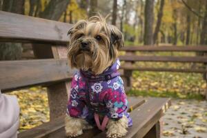 Yorkshire terrier en pie en un banco en el parque. foto