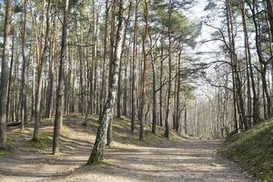 Footpath in Kampinos Forest, Poland photo