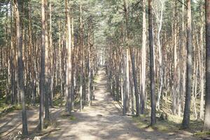 sendero en campinos bosque, Polonia foto