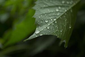 Green leaf covered by raindrops, macro photography. photo