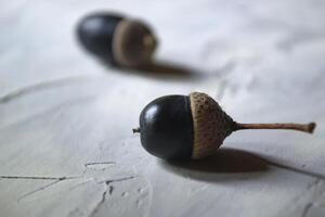 Dark blue acorns, close up. photo