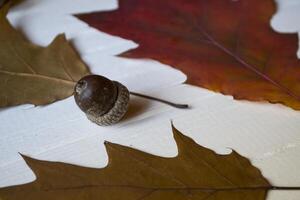 otoño hojas en un blanco de madera antecedentes. brillante modelo. foto