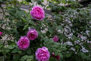 Beautiful blooming tea rose. Macro shot. photo