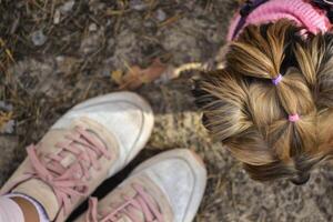 A cute yorkshire terrier near girl's feet, outdoor. photo