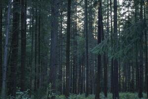 A dense coniferous forest. Beautiful forest landscape. photo