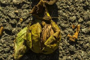 The walnuts on the ground, macro shot. photo