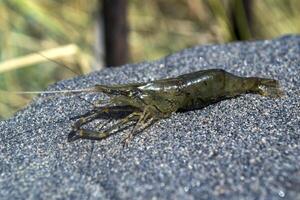 The shrimps on the stone. photo
