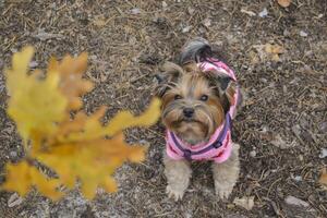 The cheerful yorkshire terrier playing with fallen leaves in the forest. photo