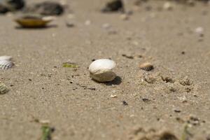 Opened seashell on the sand of the coast. Macro shot. photo