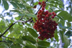 The clusters of berry on a rowan tree. Close up. Rowan berry, macro shot. photo