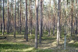 campinos bosque en primavera, Polonia foto