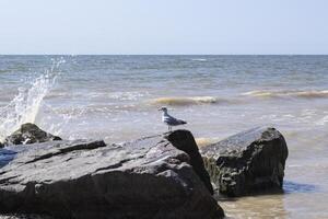 Seagulls on the big stones in the sea. Beautiful seascape. photo