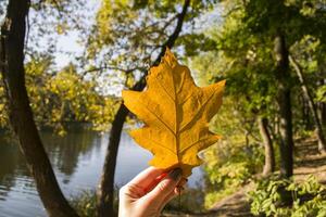 Girl holding yellow leaf of oak. Close up. photo