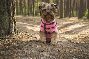 The cute yorkshire terrier walking in the forest. photo