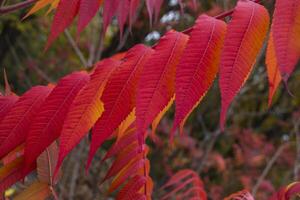 Red leaves pattern. Red natural texture. photo