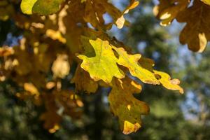 The beautiful autumn leaves on the tree. photo