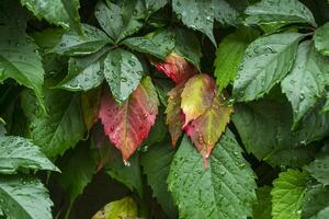 Autumn leaves background. Beautiful autumn leaves pattern. photo