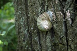 Snail shell on the trunk of tree. photo