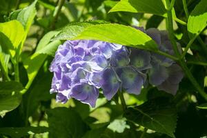 el floreciente arbustos de hortensia. foto