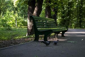 Empty bench in summer park. photo