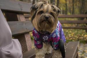 Yorkshire terrier standing on a bench in the park. photo