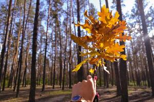 The yellow leaves of an oak tree. Fallen leaves. The branch of oak in female hand against a forest background. photo