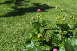 Growing strawberry in the garden. Close up. photo