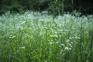 Forest chamomile, close up. photo