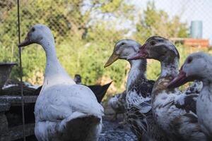 The birds farm. photo