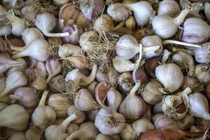 A lot of garlic. Garlic background. photo