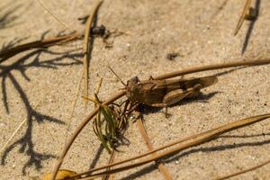 The grasshopper on the sand. Macro shot. photo