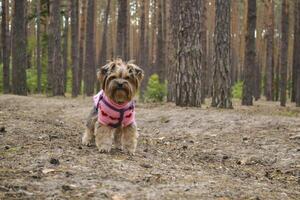 The cute yorkshire terrier walking in the forest. photo
