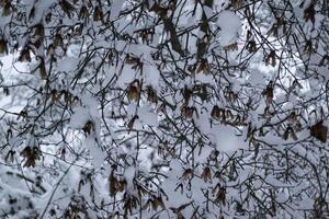 el ramas de arboles cubierto por nieve. cerca arriba. invierno antecedentes. foto