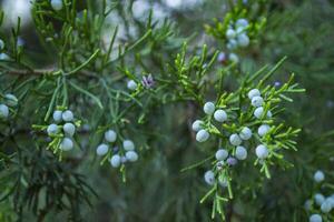 el hermosa rama de thuja árbol. foto