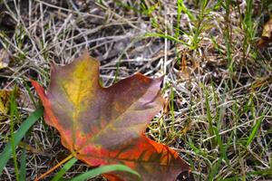 un arce hoja en el césped. otoño hoja. foto