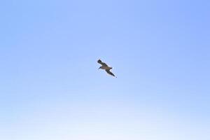 The gull is flying in the sky. photo