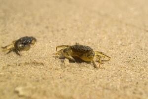 The crabs on a sand. Macro shot. photo