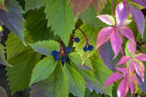 Colorful autumn leaves. Natural autumn pattern. photo