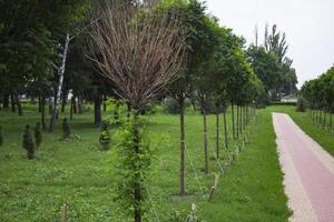 The alley of young trees in summer park. photo