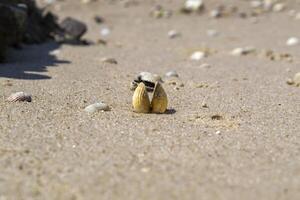 Opened seashell on the sand of the coast. Macro shot. photo