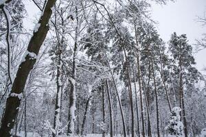 invierno bosque paisaje. el arboles en invierno. foto