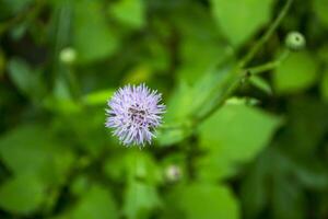 Wild flowers background photo