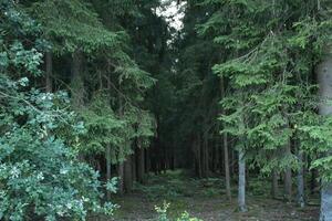 A dense coniferous forest. Beautiful forest landscape. photo