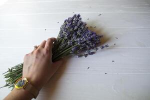 Woman's hand touching lavender flowers. photo