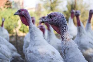 The turkeys in a hen house. The bird farm. photo