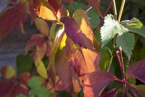 Colorful autumn leaves. Natural autumn pattern. photo