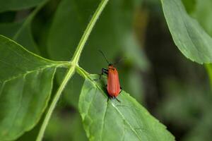 rojo insecto en un verde hojas. macro disparo. foto