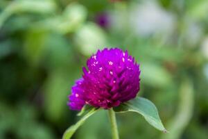 Pink flower macro shot. photo