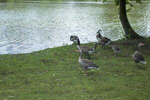 canadiense gansos familia por el lago en el bosque foto