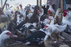 el aves granja. foto